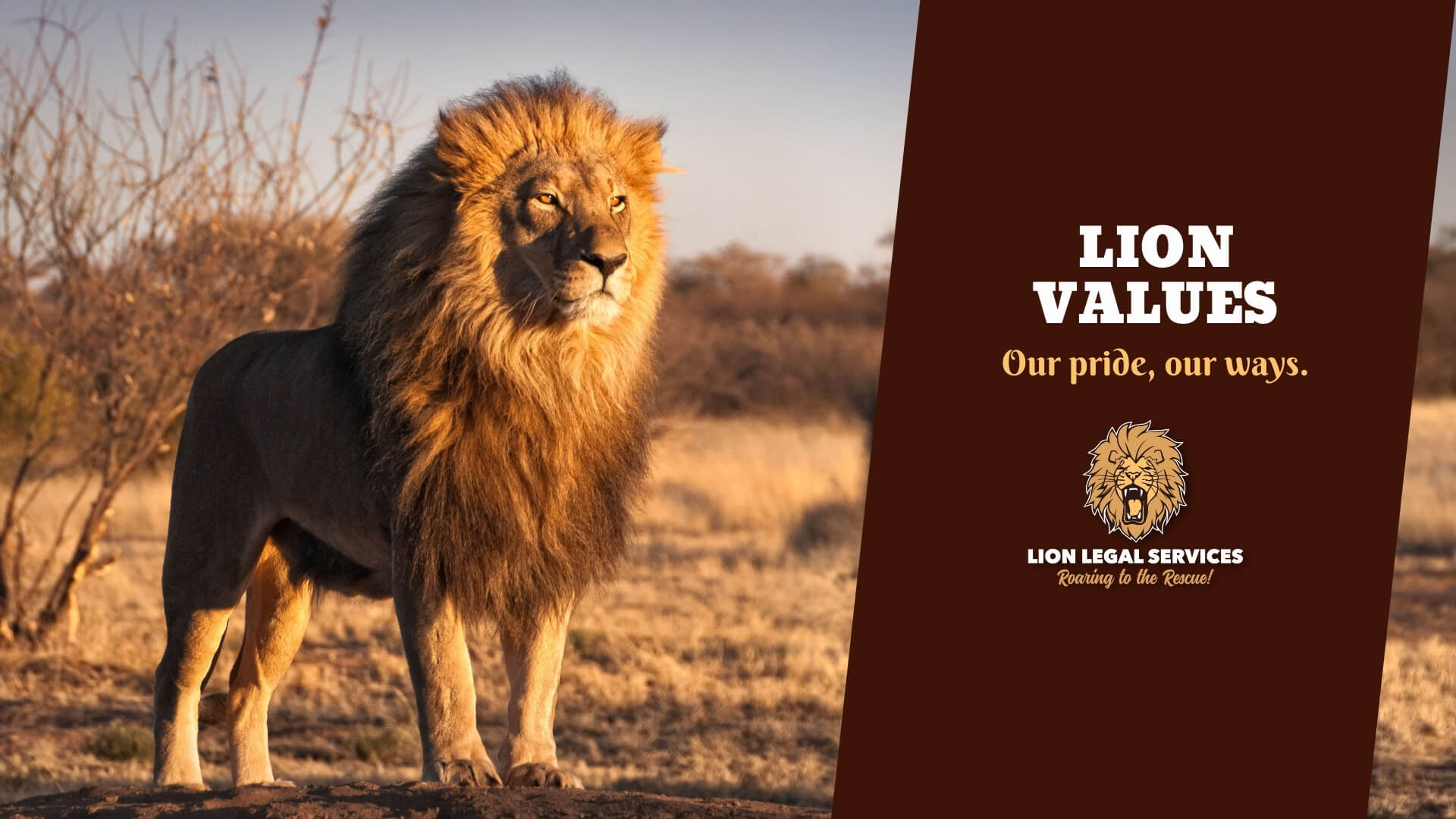 lion-values-our-pride-our-ways Photo of a lion to illustrate the article "What are Lion Values?"